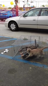 23M views · 51K reactions | We are getting ready for some TNR (trap neuter return) tonight! TNR is extremely important and it is part of our mission to end the pain and suffering of these defenseless beautiful creatures. Join us live tonight on Instagram or Tiktok links below ⏬ at 6pm PST as we trap! Our goal is 5  https://vm.tiktok.com/ZMR1pbfX6/ Instagram.com/catsofsanbernardino #trapneuterreturn #tnr #savinglives #savinganimals #catrescue | Cats Of San Bernardino | Facebook