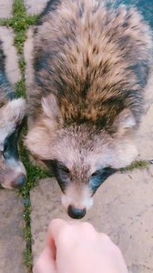 251K views · 5.5K reactions | Un perro o un mapache? #reelsvideoシ #SabiasQue #animales #naturaleza #perros | GodKidz 2.0 | Facebook