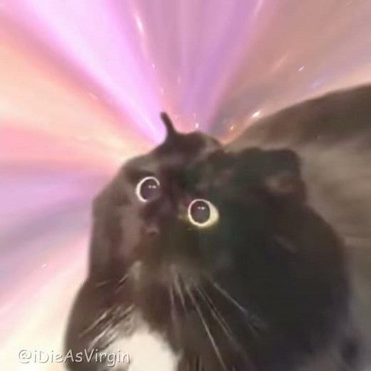 Cat Transcendence