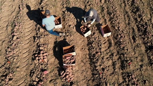 From our fields to your holiday table! 🦃🍠 The LSU AgCenter Sweet Potato Research Station has been helping Louisiana farmers grow high-quality sweet potatoes for decades. This time of year, sweet potatoes shine in casseroles, pies and more. 📹 In this edition of Aerial AgCenter, check out this drone view of where it all starts and tell us: What’s your go-to sweet potato recipe? | LSU AgCenter