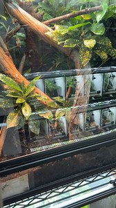 5.4K views · 104 reactions | Iberian emerald lizards (Lacerta...