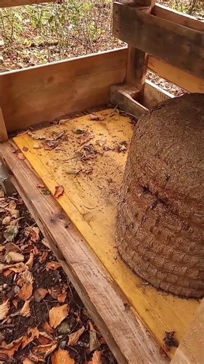 Skeps In Late Summer #skepbeekeeping #beekeeping #korbimkerei #imkerei