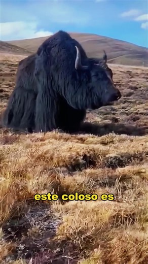 What are the wild yak's rivals? #animals #Foryou #Friendship #Us #fyp #wildlife #yak