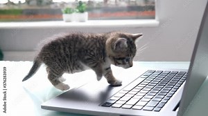 4k Small striped domestic kitty. kitten sitting on laptop keyboard. Freelance , remotely online work and education.