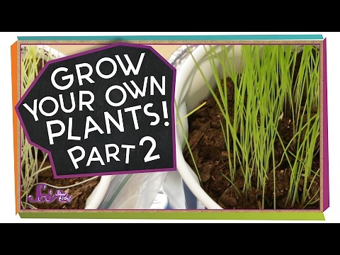 What Happened to Our Plants? | Science Project for Kids