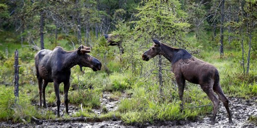 Vt. Fish & Wildlife urge drivers to stay alert during moose breeding season