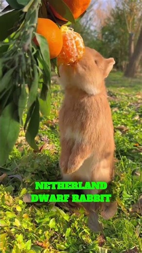 Meet the Netherland Dwarf Rabbit. #animals #rabbit #dwarfrabbit #didyouknow #cuteanimals