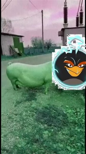 Media with Angry Birds SFX (@angrybirdmedias) on X