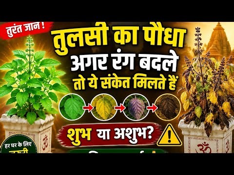 tulsi ke rang badalne ke shubh ashubh phal#standing comedy queen #shorts video #trending shorts