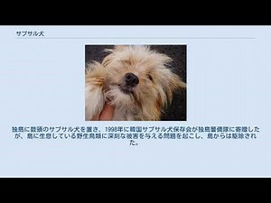 サプサル犬