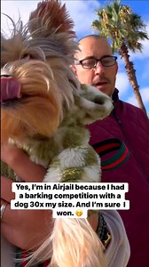 1.5K reactions · 110 shares | Small dogs always win the barking competition 藍 #reelsusa #yorkielove #yorkie #yorkshireterrier #dog #doglife #doglover #funny | Dexter D Yorkie | Facebook