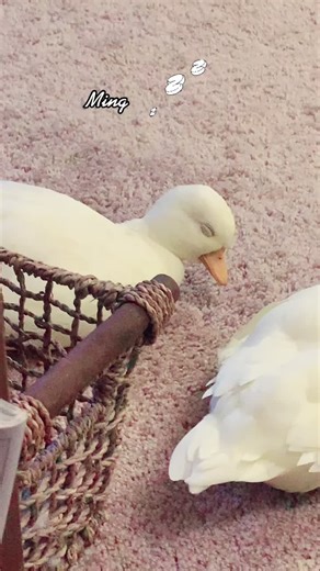 Sleepy 😴 duck Ming ❣️#mingming🐥 #sleepyduck #ducks #ducksoftiktok #petsoftiktok #fyp