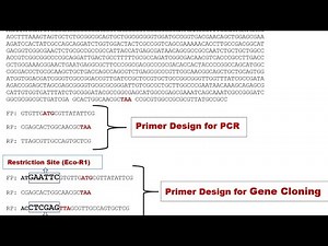 Primer Design Guide for PCR & Gene Cloning | Step-by-Step Explained!