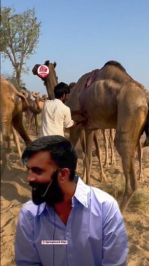 Why Rajasthani Is The Most RICH Language!