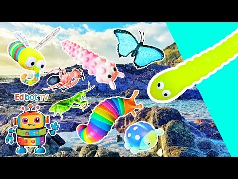 Learn Bug Insect Names for Kids at the Rock Pool: Butterfly Caterpillar Ant Ladybug