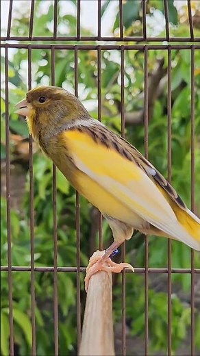 canary singing | birds chirping #bird #canary #birdlovers