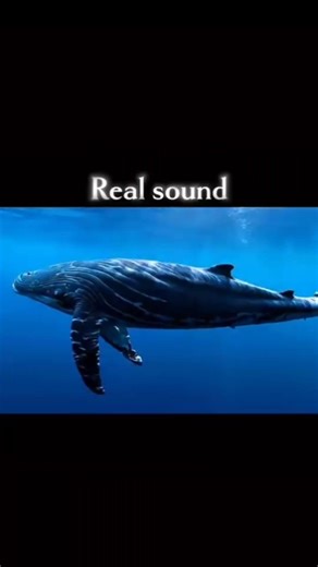 wail sound reyal and game sound