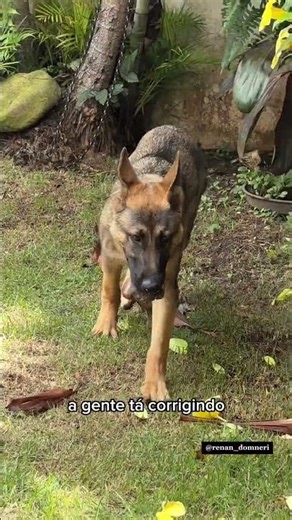 Cão Adulto - como adaptar?