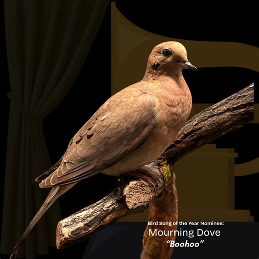 Field Museum on Reels