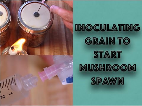 Everything MonoTub - Inoculating Grain Spawn for Your First Attempt Growing Mushrooms at Home