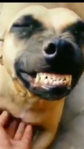 dog laughing funny meme #funny #comedy #viral