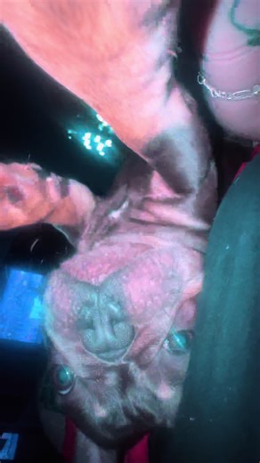 Lucas hands got an upgrade today 🤣 first time ever giving him pets with nails. I kept my nails off since he was born. He’s not a puppy no more and now I have nails again he’s like an addict over here hahaha as if he doesn’t demand pets enough already im so cooked yall. Tank is also very excited he missed my nails also but Lucas going ham hahaha #CuteDogs #FrenchiePuppy #FrenchisOfTikTok #CutePets #FunnyDogs