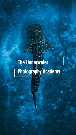 The Underwater Photography Academy is here! An all-in-one learning platform packed with courses, resources, and a community — everything you need to learn to take amazing underwater photographs and grow your skills faster than ever. This is everything I wish I had known when I started. After years of experience and countless hours in the ocean, I’ve put it all together in one place — so you can skip the guesswork and start creating incredible images straight away. And this is only the beginning.