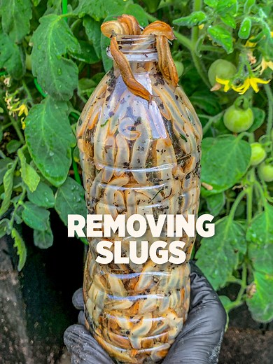 Handpicking can be an effective method to control slug population. This is best done during rainy weather when they are most active, during nighttime or early morning when the soil is moist. The increased moisture levels resulting from rain create favorable breeding grounds for slugs, leading to a higher population during wet conditions. #gardeningtips #garden #rainydays #slugs #gardentok