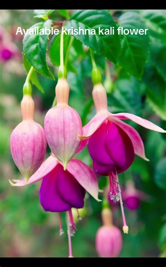 Available Krishna Kali (Fuchsia) Flowers for Your Garden