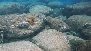 marine underwater world, Indian Ocean, coral reef. flocks of marine fish. amazing marine fish. coral fish