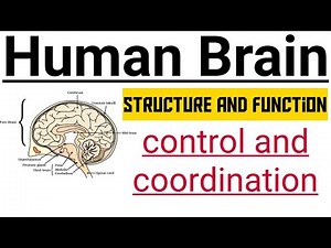 Brain | control and coordination | CBSE class 10 science | in hindi