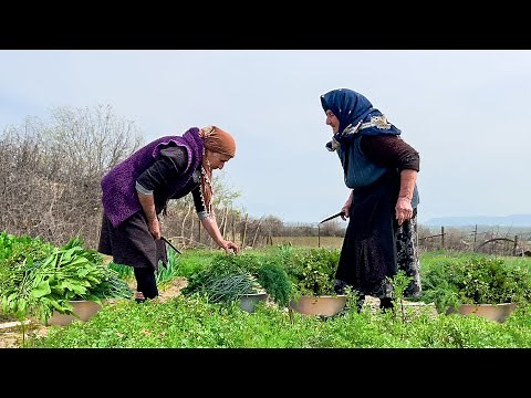 CAUCASIAN ELDERLY GRANDMA COOKING GREENS FROM HER GARDEN | VILLAGE ON THE MOUNTAIN | RURAL LIFE