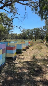 67K views · 1K reactions | Producing Premium River Red Gum Honey (Eucalyptus camaldulensis) in Australia  | Australian Bees | Facebook