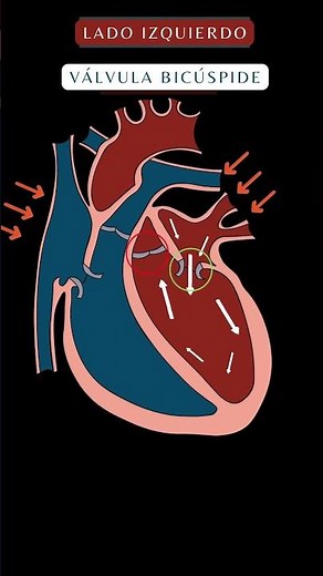 Blood Circulation Through the Heart | Cardiac Flow Animation #heart #shorts