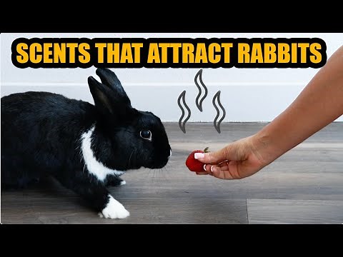 10 Scents/Smells to ATTRACT Rabbits (Make your rabbit come to you)