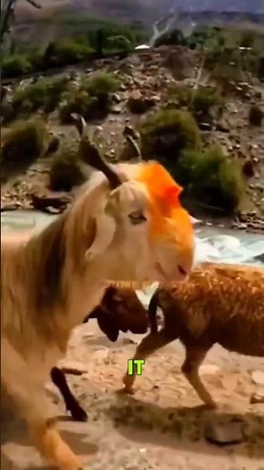 Why Goats Can Climb Impossible Cliffs 🐐🏔️