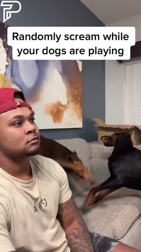 Dog's Reaction to Random Screams and Pranks
