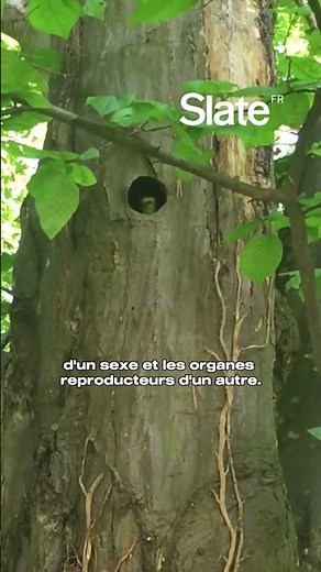 Des oiseaux qui changent de sexe à cause de la pollution #actualités #ecologie #nature
