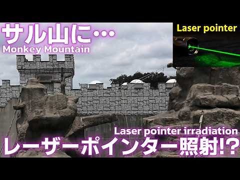[punch Diary🐵]Someone shone a laser pointer at a monkey?! Who was it? Who’s the one who did that?!😡
