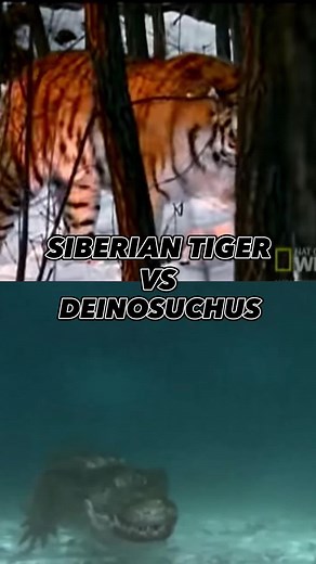 Siberian Tiger vs Deinosuchus Battle: Epic Animal Fight