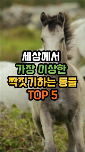 세상에서 가장 이상한 짝짓기하는 동물 TOP5 #동물#랭킹#지식#자연#정보#재미#힐링