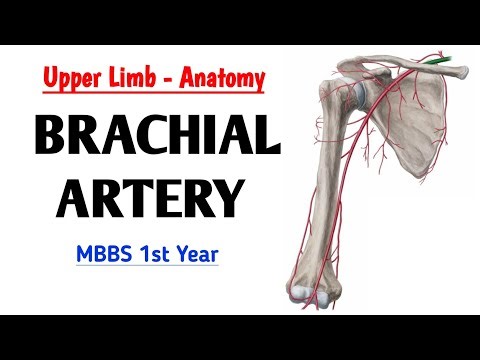 Brachial Artery Explained | Upper Limb Anatomy | MBBS 1st Year