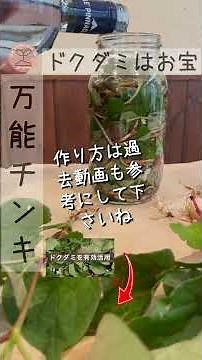 ドクダミはお宝★有効活用