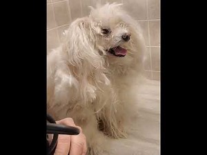 Heavily matted senior Pomeranian/Poodle full groom, fidgety with paws, dog grooming, no restraints
