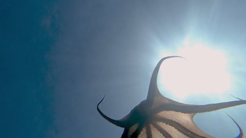 Octopus Emerges From The Sand