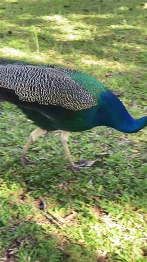Wild peacock with a beautiful colorful tail