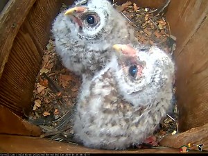 The Barred Owl chicks are growing like weeds. At over three weeks old, this downy duo should start exploring the world outside the nest box in about 8–10 days! From now until then, expect to see the owlets begin perching at the nest box entrance and ramping up their wing exercises. 👀👉 AllAboutBirds.org/BarredOwls | Bird Cams