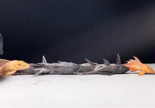 The Impact of Animal Testing in Laboratories