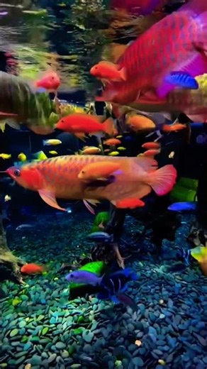 Colorful Big Fishs Vs Small Fishs Swimming | Relaxing Fish Aquarium | Peaceful Nature