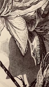 I always admired botanical artists and never dared to hope I could reach their level of skill and accuracy. For a long time, this stopped me from even trying my hand at botanical subjects. But then I allowed myself to make this drawing with zero expectations, and that made all the difference. ‘Azalea’ - an ink drawing that came seemingly out of nowhere. At a time when I was feeling stressed and overwhelmed, I decided to draw something for the pure joy of creating, without the need to reinforce m